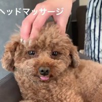 ヘッドマッサージがお気に入り