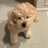 愛犬が付き添いに♡