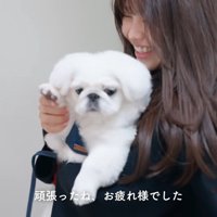 手を振るもち太くん