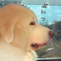 顔を背けるシェリーちゃん