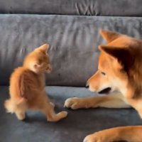 ちゃまるちゃんとわさび君