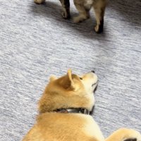 目で追ってます