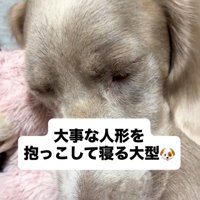 眠る犬