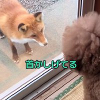 「あなた、誰…？」