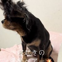 横を向いている犬の毛が逆立っている様子