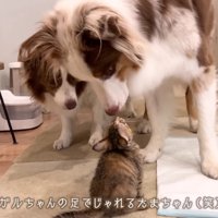「遊ぼうよ～♪」