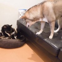 「ちょうだい！」と吠えたら…