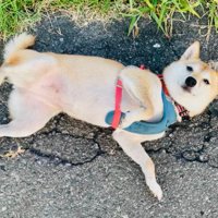 可愛がられる準備万端！