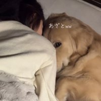 上目づかいでカメラを見つめる犬のアップ