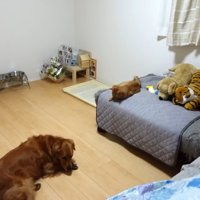 飼い主さんを放置してゴロゴロ…