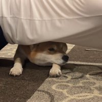 筋トレ中のお兄ちゃんとこじろー君7