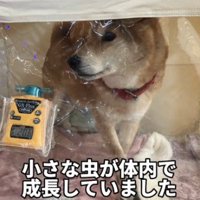 酸素室の中で立ちすくむ犬