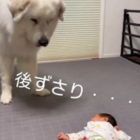 マハロくんと赤ちゃん8