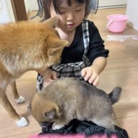 床に戻される子犬