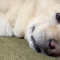驚く保護犬