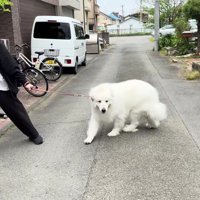 あえなく逃走失敗