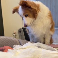 思わず心配するシェリーちゃん