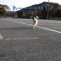 駆け寄る野良犬