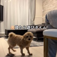 たわし君のナイトルーティン7