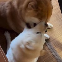 豆千代くんに怒るモッチーちゃん