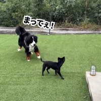 どんちゃんとジジくんのふれあい7