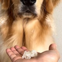 白米から目をそらすようにしている犬