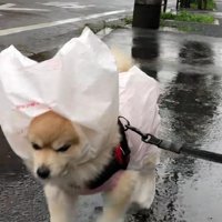 片っぽだけだから平気だよ！