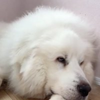 床にあごをつける犬