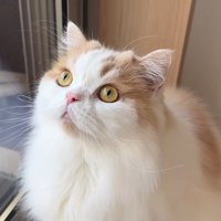 怒られたポテチくん9