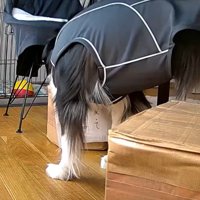 見守りカメラ