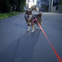 お散歩