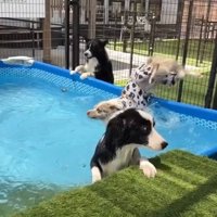 後ろ足が上がりだすラルくん