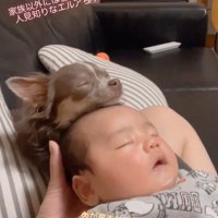 エルアちゃんと赤ちゃん5