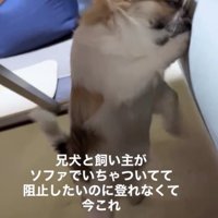 ソファに顔を寄せて前足を動かす犬