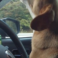車内に響く音楽に合わせて声をあげる犬