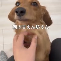ミニチュアダックスフンドの首を撫でる飼い主