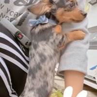 腕にしがみつく子犬