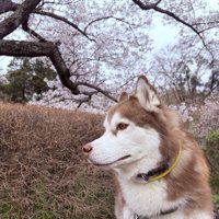 ハスキー