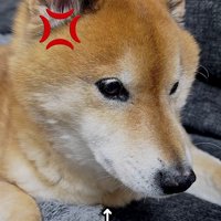散歩に誘われたロックちゃん