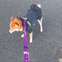 散歩拒否をするこはるちゃん