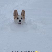 雪に埋もれるポムちゃん8