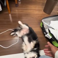 床に降ろされた小型犬