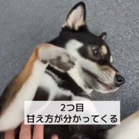甘えることも増えてきた