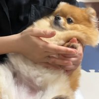 お姉さんが肉球のケア中