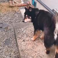 「もうっ、ついてこないでよ」