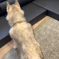小型犬と遊ぶ大型犬