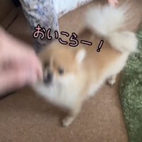 手に向かって飛び出す犬