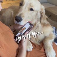 飼い主の手を押し込む大型犬