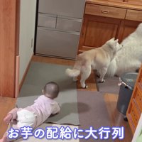 焼き芋の配給で一旦休戦！？