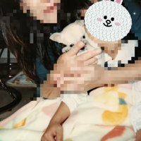 人に抱っこされる犬